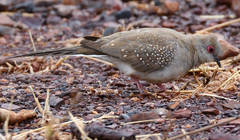 Geopelia cuneata