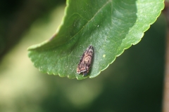 Grapholita prunivora