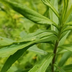 Asphondylia solidaginis