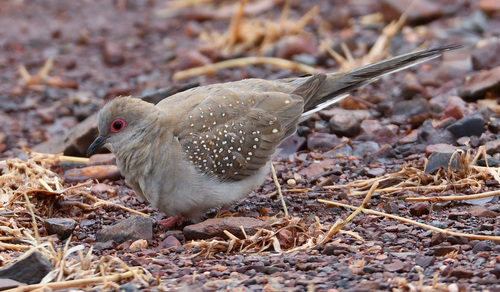 Diamond Dove, photo 9 of 10