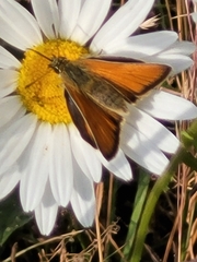 Thymelicus