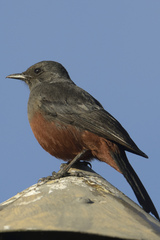 Thamnolaea cinnamomeiventris autochthones