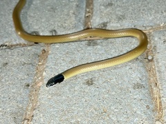 Rhynchocalamus melanocephalus