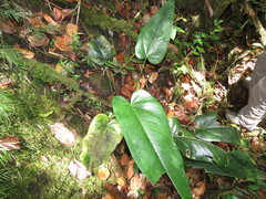 Anthurium dominicense