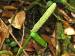 Anthurium dominicense