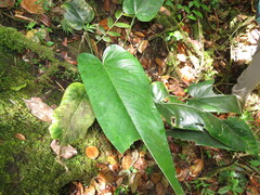 Anthurium dominicense