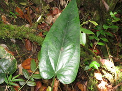 Anthurium dominicense
