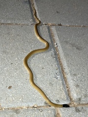 Rhynchocalamus melanocephalus