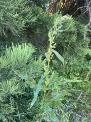 Rumex