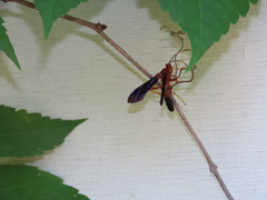 Tmetogaster nubilipennis