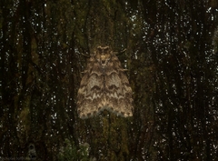 Scaphidriotis xylogramma