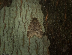 Scaphidriotis xylogramma