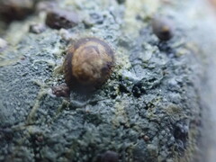 Lottia paradigitalis