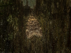 Scaphidriotis xylogramma