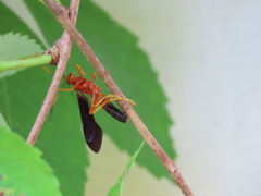 Tmetogaster nubilipennis