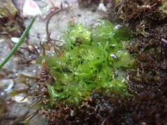 Ulva californica