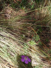 Geranium potentillifolium