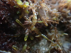 Gastroclonium parvum