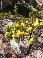 Larrea nitida
