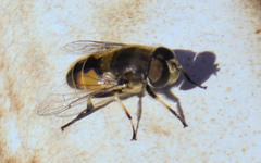 Eristalis arbustorum