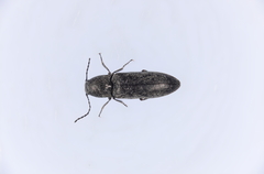 Cidnopus aeruginosus