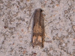 Epiblema luctuosissima