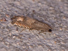 Epiblema luctuosissima