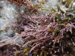 Lithothrix aspergillum