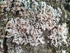 Erythricium aurantiacum