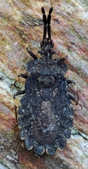 Aradus brevicollis