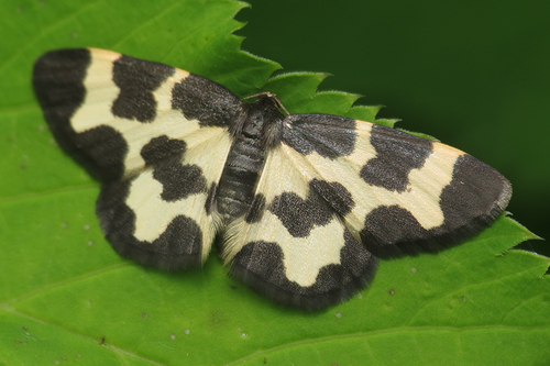 Lomaspilis opis Butler, 1878