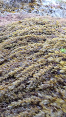 Sargassum agardhianum