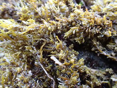 Sargassum agardhianum