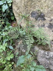 Cystopteris fragilis