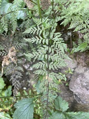 Cystopteris fragilis