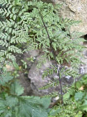 Cystopteris fragilis