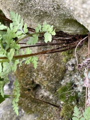 Cystopteris fragilis