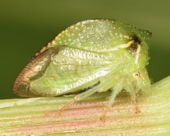 Hadrophallus bubalus