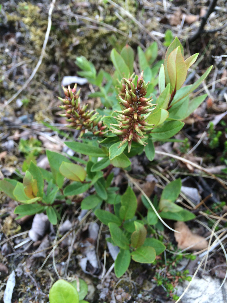 Salix hastata — an easy houseplant, prefers full sun light