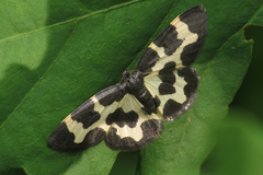 Lomaspilis opis nigrita