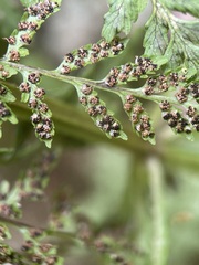 Cystopteris fragilis