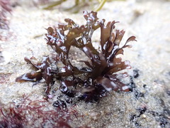 Mazzaella affinis