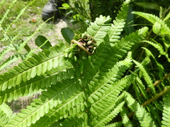 Chirosia grossicauda