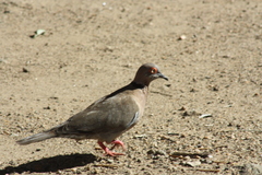 Streptopelia decipiens
