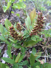 Salix hastata