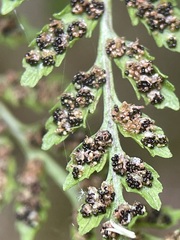 Cystopteris fragilis