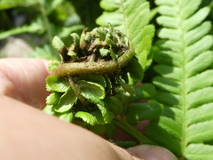 Chirosia grossicauda