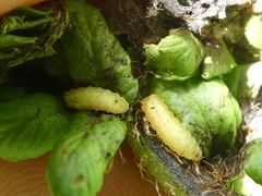 Chirosia grossicauda