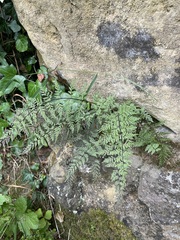 Cystopteris fragilis