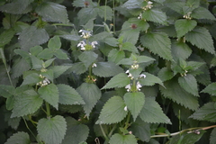 Lamium album
